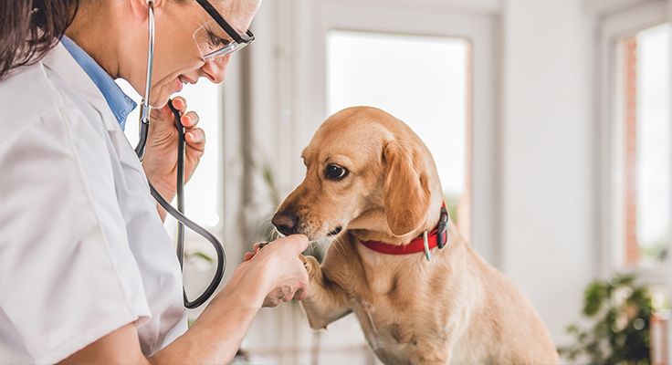 Jiangsu Dingshun Tıbbi Ürünler Co., Ltd.